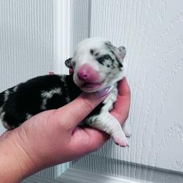 Rousy - Blue merle and white female Cardigan Welsh Corgi puppy in Kerens, West Virginia from Leather & Lace