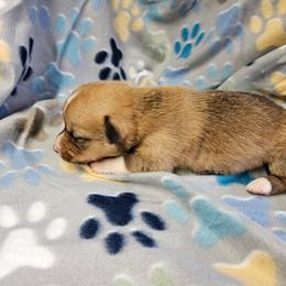 Baby boy 1 - White and fawn male Pembroke Welsh Corgi puppy in Orange, Virginia from CL&L Corgi's