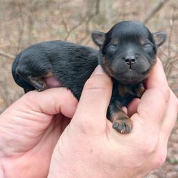 Treble - Black male Shihpoo puppy in Coshocton, Ohio from Forever Family Puppies