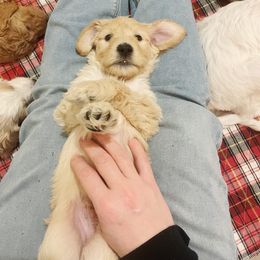 Goldendoodle Puppies from Samara Farms