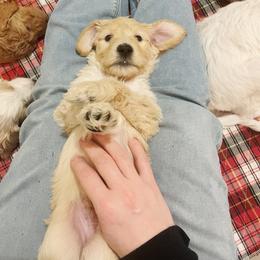 Goldendoodle Puppies from Samara Farms
