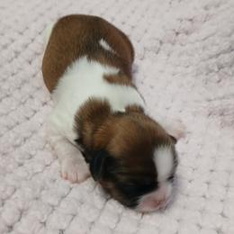 Fiesta - Red and white female Shih Tzu puppy in Benbrook, Texas from 2 Sons & 4 Paws Puppies