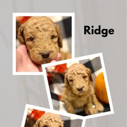 Ridge - Apricot male Goldendoodle puppy in Bluefield, Virginia from Love on a Leash