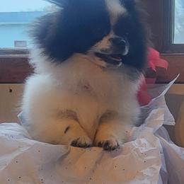 Pomeranian Puppies from Fancy Paws Pomeranians