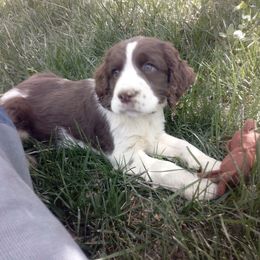 English Springer Spaniel Puppies from Leandra's English Springer Spaniels