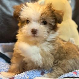 Tiny - Chocolate female Havanese puppy in Lancaster, South Carolina from 3 Bs Havanese-PUPPIES with  PURPOSE