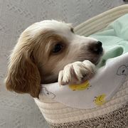English Setter Puppies from Morgan-Hunter’s Pups