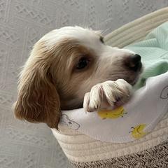 English Setter Puppies from Morgan-Hunter’s Pups