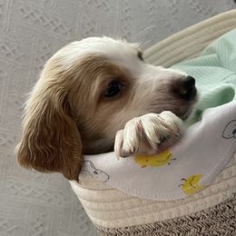 English Setter Puppies from Morgan-Hunter’s Pups