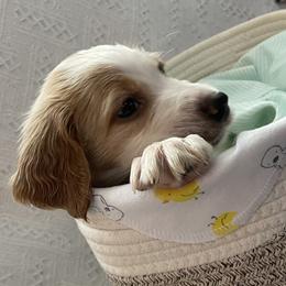 English Setter Puppies from Morgan-Hunter’s Pups