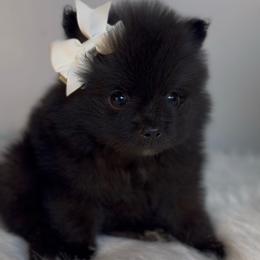 Isla - Black female Pomeranian puppy in Eden, North Carolina from Whippoorwill Pomeranians