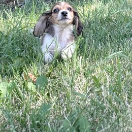 Boy 2 - Piebald male Dachshund puppy in Umatilla County, Oregon from Divine Dogs