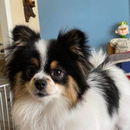 Pomeranians from Southern Palmetto Pomeranians