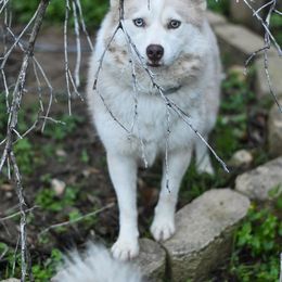 Sunni - Pomsky
