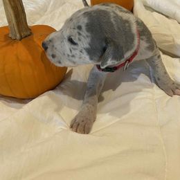 Kya - Merle female Great Dane puppy in Missouri from Daniels Danes