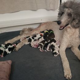 Poodle Puppies from OMG Poodles