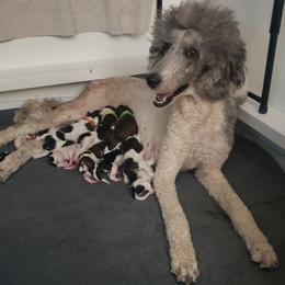 Poodle Puppies from OMG Poodles