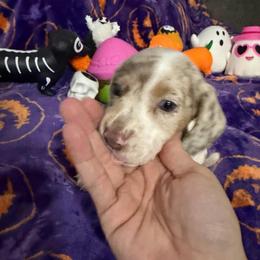 Rhett - Dapple male Dachshund puppy in Erie, Michigan from Champagne’s Grinch Toe’d Dachshunds