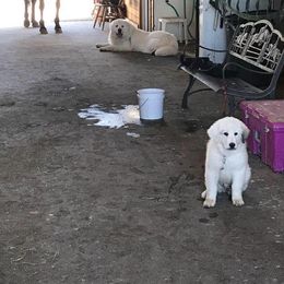 Great Pyrenees from JoAnn Winks' Great Pyrenees
