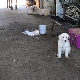 Great Pyrenees from JoAnn Winks' Great Pyrenees