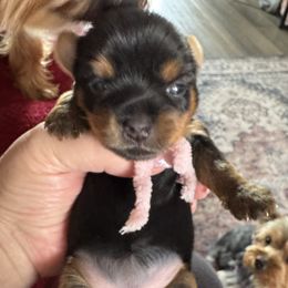 Girl 1 - Black and tan female Yorkshire Terrier puppy in Rathdrum, Idaho from CDA Heavenly Yorkies