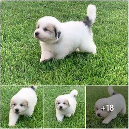 Great Pyrenees Puppies from Wells' Providence Pyrenees