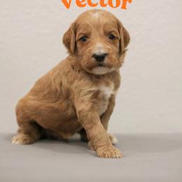 Vector - Red  male Goldendoodle puppy in College Station, Texas from Em & El Doodles