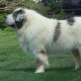 Pyrenean Mastiff All Grown Up from SaddleDog Farm