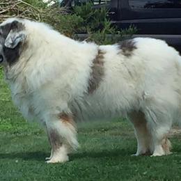 Pyrenean Mastiff All Grown Up from SaddleDog Farm