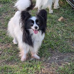Nicky - Papillon