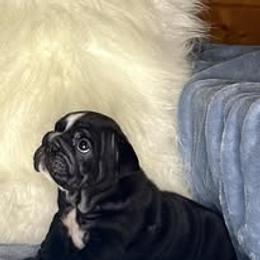 Bulldog Puppies from Bullgodz English Bulldogs