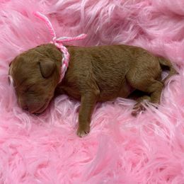 Pudding - Red  female Goldendoodle puppy in Boise, Idaho from Goldendoodle Baby