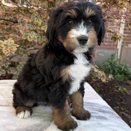Breck - Tri-color male Bernedoodle puppy in Las Vegas, Nevada from Perfect Bernedoodles