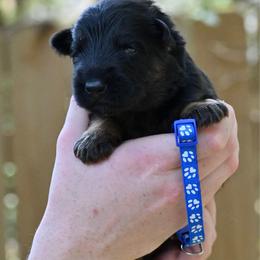 Aspen - Black and red female German Shepherd puppy in Canton, Texas from WILDWOOD GERMAN SHEPHERDS