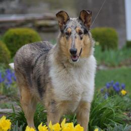 Liberty - Collie