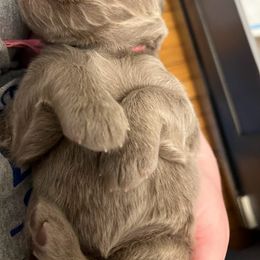 Long Haired Weimaraner Puppies from Northern Bluegrass Weimaraners