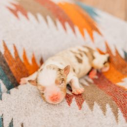 Dolly - Red merle female Miniature Australian Shepherd puppy in Enoch, Utah from Twisted H Aussies