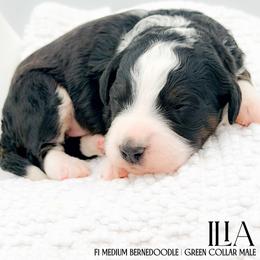 Ilia - Tri-color male Bernedoodle puppy in Tipton, Indiana from Country Creek Doodles