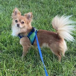 Yoda - Chihuahua
