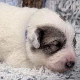 Madix Blue collar male - White and badger male Great Pyrenees puppy in Fair Grove, Missouri from Allen Wags & Woolies