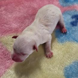 Krypto - White male Miniature Schnauzer puppy in Elgin, Iowa from Firefly Stables