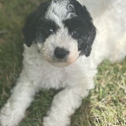 Pink Collar Girl - Parti female Goldendoodle puppy in Colorado Springs, Colorado from Pikes Peak Doodles