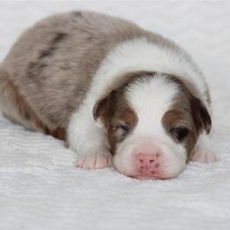 October - Red merle male Australian Shepherd puppy in Circleville, Utah from Canyon Creek Aussies