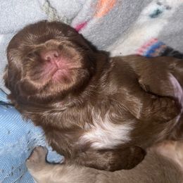 Sweeney - Chocolate female Shih Tzu puppy in Birmingham, Alabama from Lavender Lane Tzus