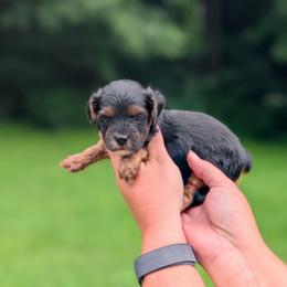 Monday - Black and tan male Yorkipoo puppy in Coshocton, Ohio from Forever Family Puppies