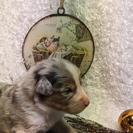 Australian Shepherd Puppies from Firelight Australian Shepherds