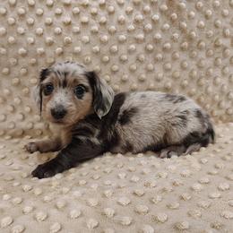 Puppy 3 - Blue and tan male Dachshund puppy in Krum, Texas from Dots N Spots Dachshunds