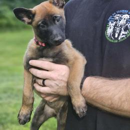 Pink collar - Fawn female Belgian Malinois puppy in Bolton, Connecticut from du Val du Bois Malinois