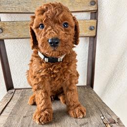 Biscuit - Red  male Goldendoodle puppy in Cleveland, Georgia from The O.G. Doodles