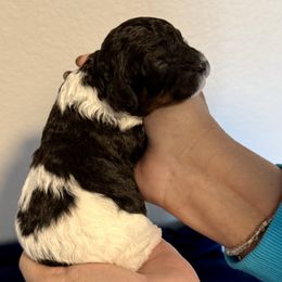 Boy 4 - Black and white male Cavapoo puppy in Nampa,, Idaho from Clig Doodle Days